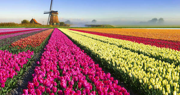 Tulip Mania: What Really Happened in the Dutch Bulb Market of 1637