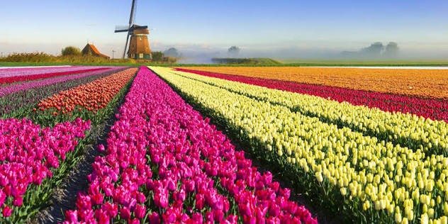 Tulip Mania: What Really Happened in the Dutch Bulb Market of 1637